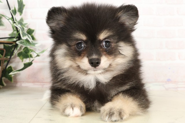 福岡県のポメラニアン (Coo&RIKU久留米店/2025年3月11日生まれ/女の子/パーティーカラー)の子犬