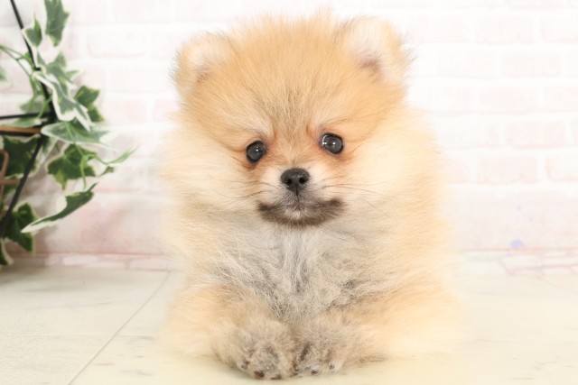 福岡県のポメラニアン (Coo&RIKU筑後店/2025年3月10日生まれ/男の子/オレンジ)の子犬