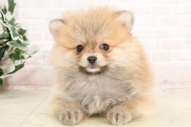 長崎県のポメラニアン (Coo&RIKU大村店/2025年3月10日生まれ/女の子/オレンジ)の子犬