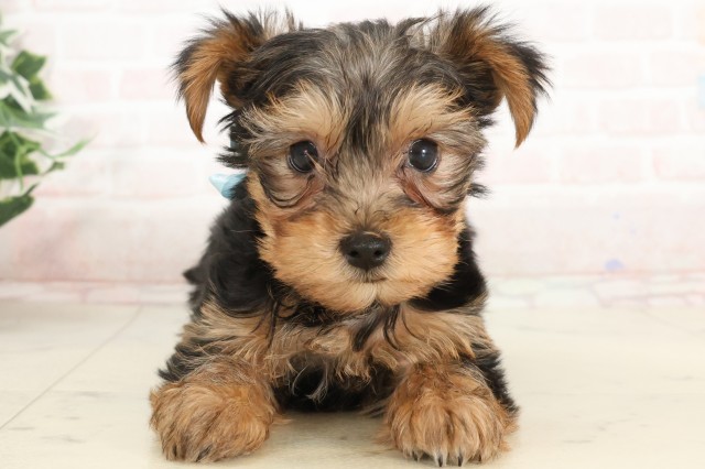 熊本県のヨークシャーテリア (Coo&RIKU熊本店/2025年3月12日生まれ/男の子/スチールブルータン)の子犬