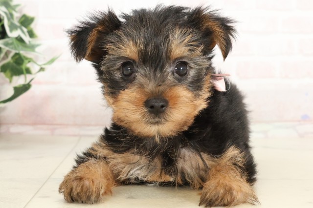 宮崎県のヨークシャーテリア (Coo&RIKU宮崎店/2025年3月12日生まれ/女の子/スチールブルータン)の子犬