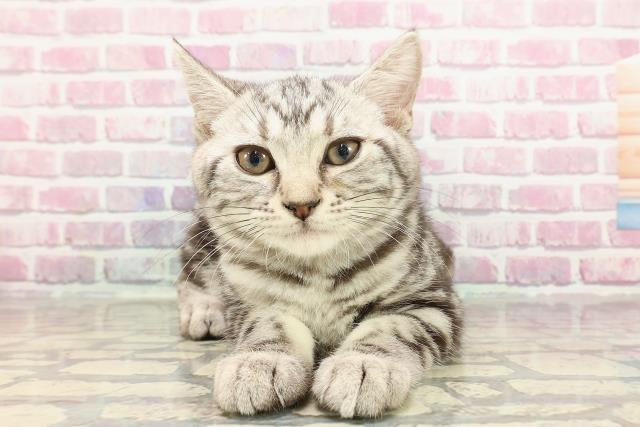 東京都のアメリカンショートヘアー (Coo&RIKU板橋店/2025年1月16日生まれ/男の子/シルバータビー)の子猫