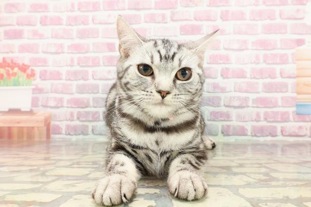 東京都のアメリカンショートヘアー (Coo&RIKU練馬店/2024年9月9日生まれ/女の子/シルバータビー)の子猫