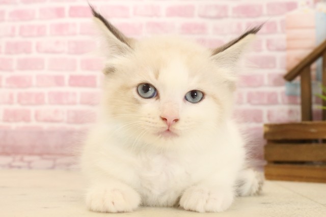 福岡県のラグドール (Coo&RIKU大牟田店/2025年3月10日生まれ/男の子/シールポイントバイカラー)の子猫