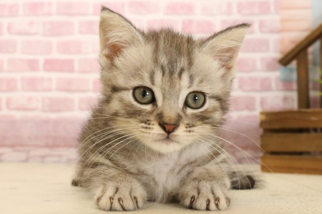 福岡県のマンチカン (Coo&RIKUゆめタウン飯塚店/2025年3月9日生まれ/男の子/シルバータビー)の子猫