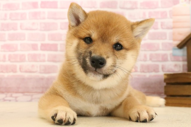 熊本県の豆柴 (Coo&RIKU熊本店/2025年3月9日生まれ/女の子/赤)の子犬
