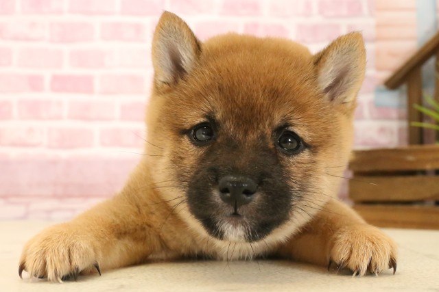 福岡県の豆柴 (Coo&RIKU福岡東店/2025年3月9日生まれ/女の子/赤)の子犬