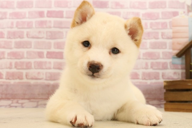 福岡県の豆柴 (Coo&RIKU筑後店/2025年3月3日生まれ/女の子/白)の子犬