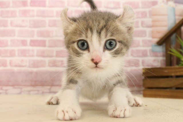 鹿児島県のアメリカンカール (Coo&RIKU鹿児島店/2025年3月10日生まれ/男の子/シルバー)の子猫