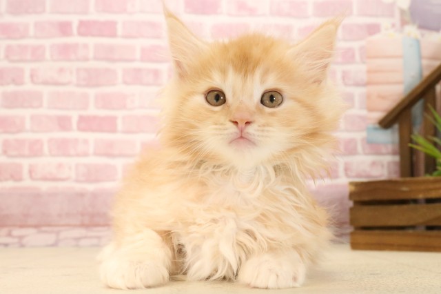 長崎県のメインクーン (Coo&RIKU長崎浜町店/2025年3月10日生まれ/男の子/レッドタビー)の子猫