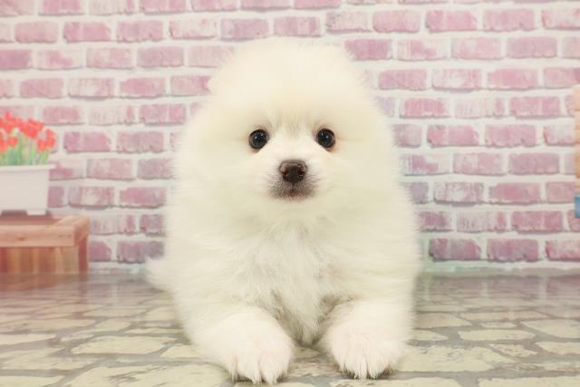 埼玉県のポメラニアン (Coo&RIKUアニマルケアセンター大宮/2025年3月11日生まれ/男の子/クリーム)の子犬