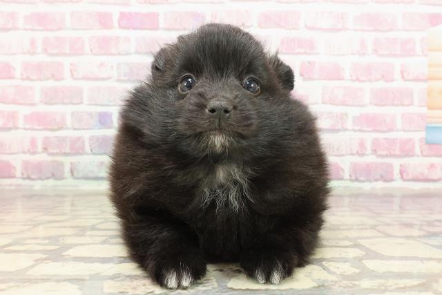 東京都のポメラニアン (Coo&RIKU足立本店/2025年3月12日生まれ/男の子/ブラック)の子犬
