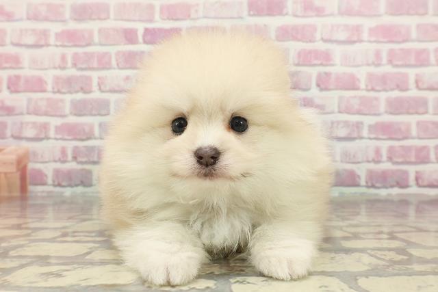 宮城県のポメラニアン (Coo&RIKU仙台太白店/2025年3月12日生まれ/男の子/パーティーカラー)の子犬