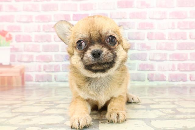 神奈川県のチワワ(ロング) (Coo&RIKU横須賀店/2025年3月11日生まれ/男の子/フォーン)の子犬
