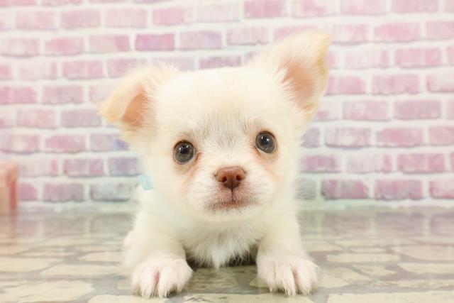神奈川県のチワワ(ロング) (Coo&RIKU横浜旭店/2025年3月11日生まれ/男の子/クリーム)の子犬