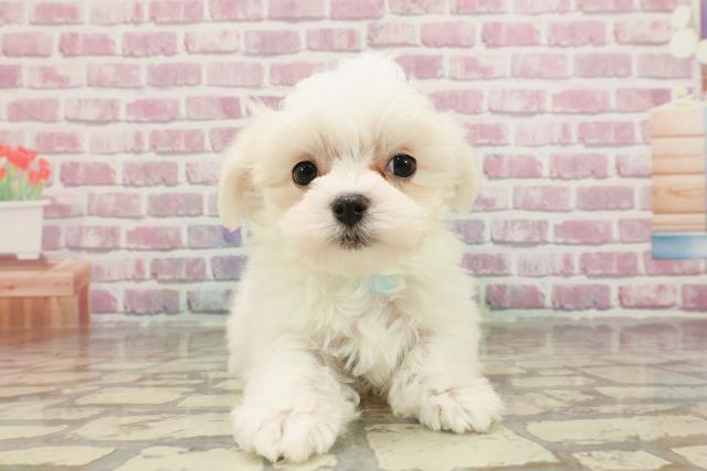 埼玉県のマルチーズ (Coo&RIKUアニマルケアセンター大宮/2025年3月12日生まれ/男の子/ホワイト)の子犬