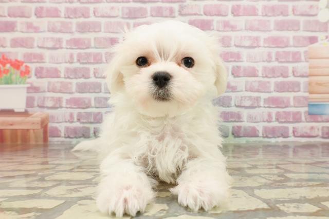 埼玉県のマルチーズ (Coo&RIKUアニマルケアセンター大宮/2025年3月12日生まれ/男の子/ホワイト)の子犬