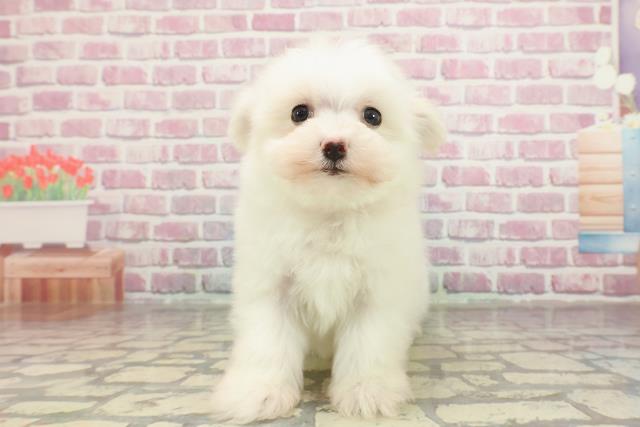 埼玉県のマルチーズ (Coo&RIKUアニマルケアセンター大宮/2025年3月2日生まれ/女の子/ホワイト)の子犬