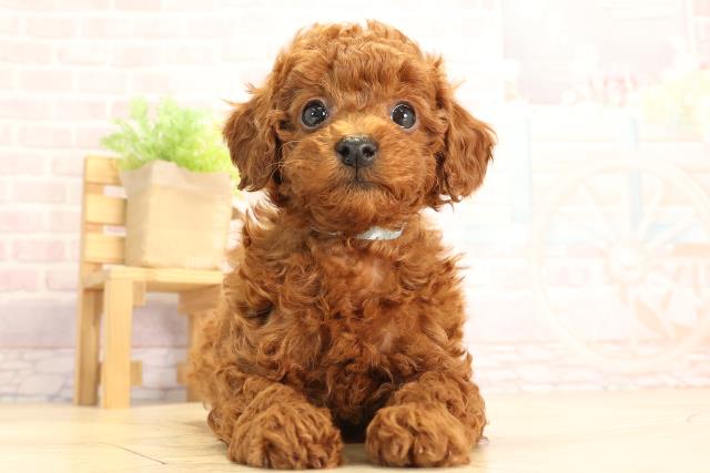 静岡県のトイプードル(トイ) (Coo&RIKU掛川店/2025年3月12日生まれ/男の子/レッド)の子犬