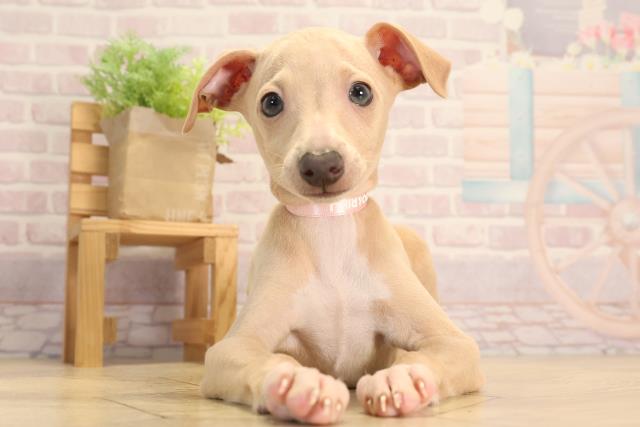 愛知県のイタリアングレーハウンド (Coo&RIKU春日井店/2025年3月9日生まれ/女の子/フォーンホワイト)の子犬