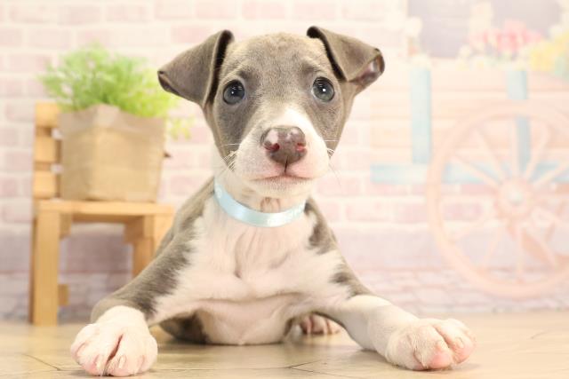 岐阜県のイタリアングレーハウンド (Coo&RIKU岐阜店/2025年3月9日生まれ/男の子/ブルーホワイト)の子犬