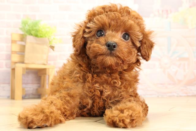 愛知県のトイプードル(トイ) (Coo&RIKU東海一宮店/2025年3月12日生まれ/女の子/レッド)の子犬