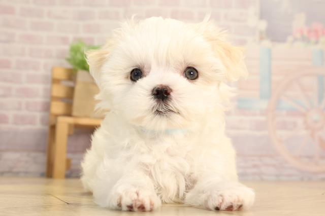 岐阜県のマルチーズ (Coo&RIKU岐南店/2025年3月9日生まれ/男の子/ホワイト)の子犬