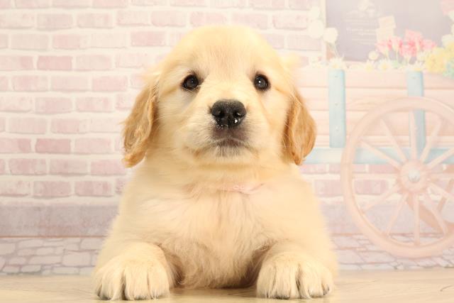 愛知県のゴールデンレトリバー (Coo&RIKU春日井店/2025年3月11日生まれ/女の子/ゴールデン)の子犬