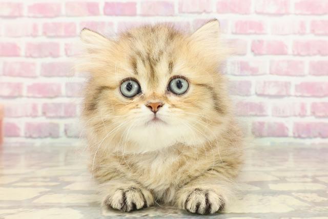 東京都のペルシャ (Coo&RIKU三軒茶屋店/2025年3月13日生まれ/女の子/チンチラゴールデン)の子猫