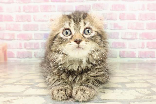 東京都のアメリカンカール (Coo&RIKU三軒茶屋店/2025年3月6日生まれ/男の子/ブラウンタビー)の子猫