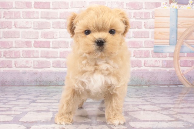沖縄県のハーフ犬・ミックス犬 (Coo&RIKUイーアス沖縄豊崎店/2025年3月13日生まれ/男の子/クリーム)の子犬