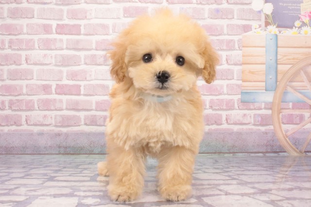 大阪府のトイプードル(トイ) (Coo&RIKU寝屋川店/2025年3月8日生まれ/男の子/ペールフォーン)の子犬