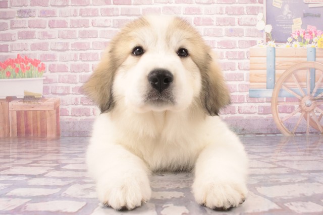 兵庫県のグレートピレニーズ (Coo&RIKU尼崎店/2025年3月12日生まれ/女の子/マーキング)の子犬