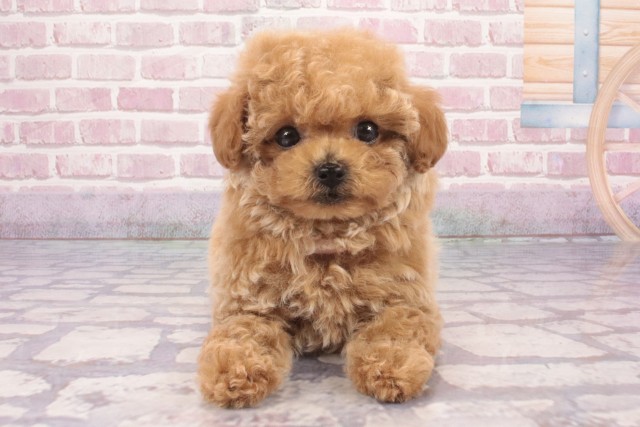 大阪府のトイプードル(トイ) (Coo&RIKU梅田店/2025年3月12日生まれ/女の子/ペールフォーン)の子犬