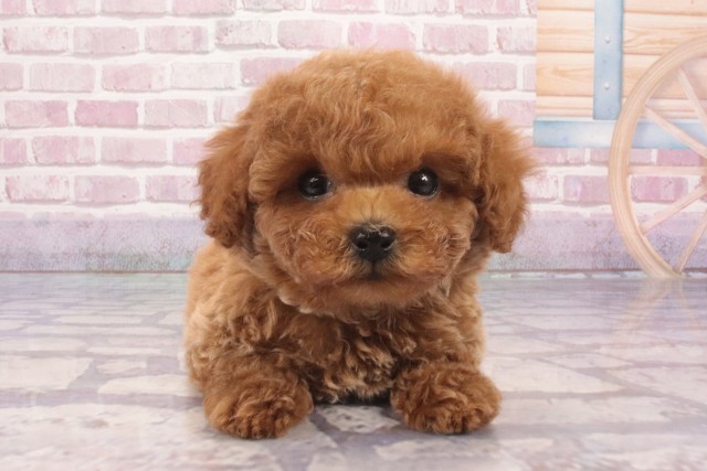 大阪府のトイプードル(トイ) (Coo&RIKU茶屋町店/2025年3月12日生まれ/男の子/オレンジフォーン)の子犬