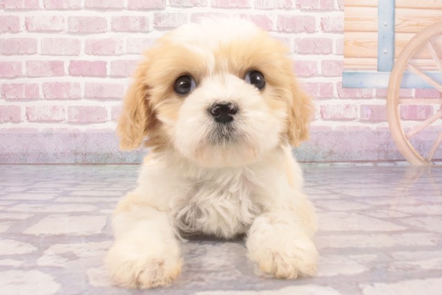 沖縄県のハーフ犬・ミックス犬 (Coo&RIKUイオン北谷店/2025年3月11日生まれ/男の子/レッドホワイト)の子犬