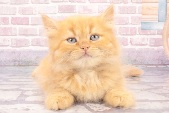 兵庫県のサイベリアン (Coo&RIKU神戸三宮店/2025年3月13日生まれ/男の子/レッドタビー)の子猫