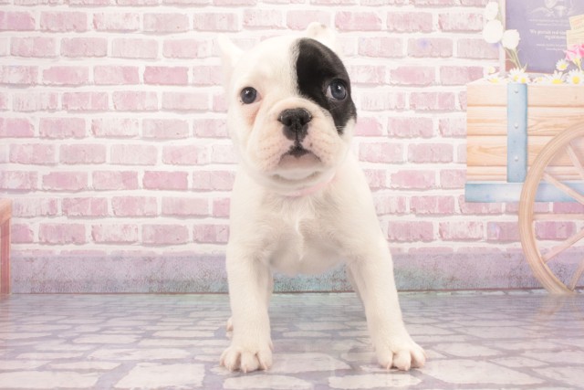 奈良県のフレンチブルドッグ (Coo&RIKU奈良新庄店/2025年3月12日生まれ/女の子/パイド)の子犬
