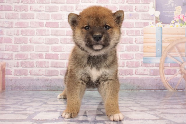 奈良県の柴犬(標準サイズ) (Coo&RIKU奈良新庄店/2025年3月13日生まれ/女の子/赤)の子犬