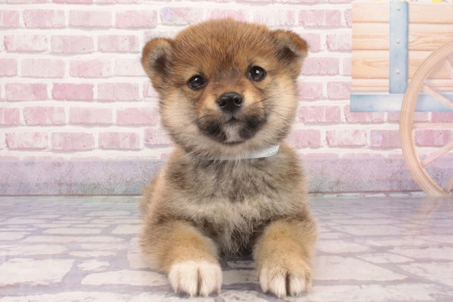 沖縄県の柴犬(標準サイズ) (Coo&RIKUイーアス沖縄豊崎店/2025年3月12日生まれ/男の子/赤)の子犬