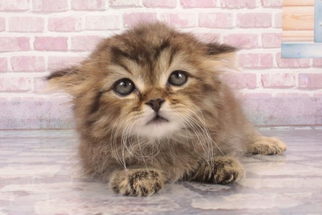大阪府のマンチカン (Coo&RIKU茶屋町店/2025年3月13日生まれ/男の子/ブラウンタビー)の子猫