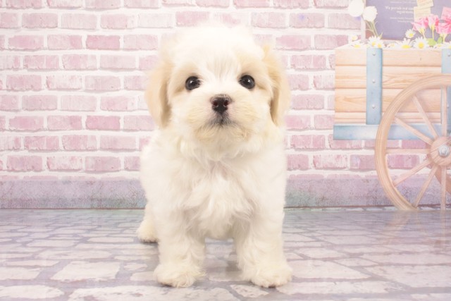 大阪府のハーフ犬・ミックス犬 (Coo&RIKU茶屋町店/2025年3月12日生まれ/男の子/クリームホワイト)の子犬