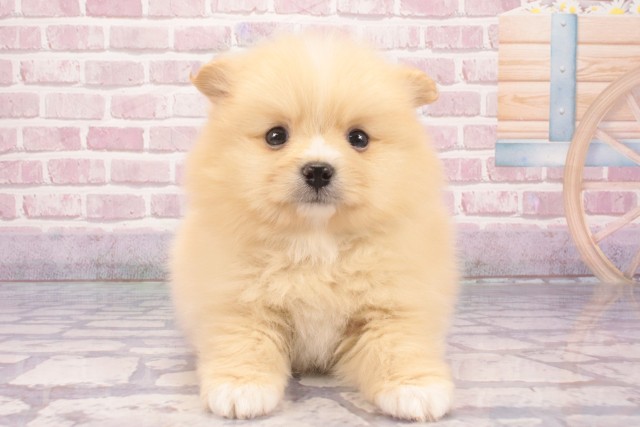 沖縄県のポメラニアン (Coo&RIKUイオン北谷店/2025年3月5日生まれ/男の子/クリーム)の子犬