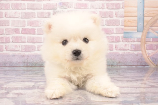 大阪府のハーフ犬・ミックス犬 (Coo&RIKU心斎橋店/2025年3月12日生まれ/男の子/ホワイト)の子犬