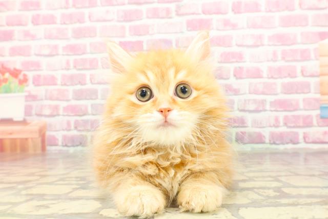 東京都のラガマフィン (Coo&RIKU池袋西口店/2025年3月7日生まれ/男の子/レッドタビー)の子猫