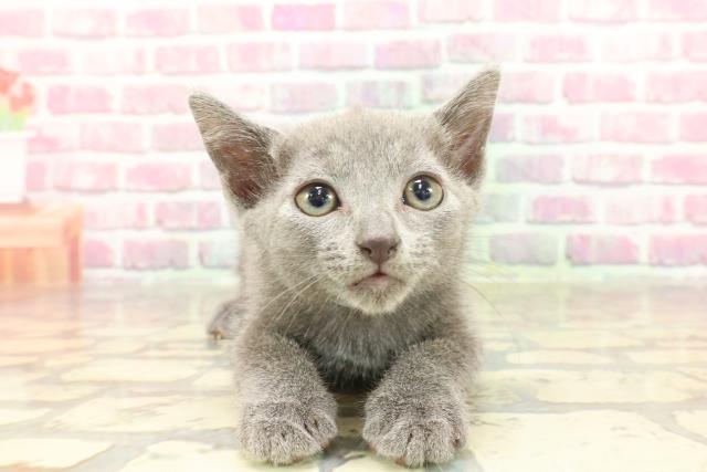 東京都のロシアンブルー (Coo&RIKU新宿三丁目店/2025年3月16日生まれ/男の子/ブルー)の子猫