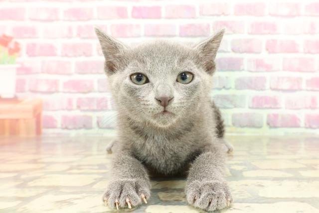 埼玉県のロシアンブルー (Coo&RIKUアニマルケアセンター大宮/2025年3月16日生まれ/女の子/ブルー)の子猫