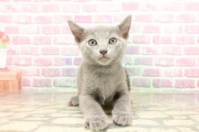 東京都のロシアンブルー (Coo&RIKU自由が丘店/2025年3月16日生まれ/男の子/ブルー)の子猫