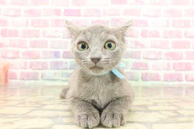 北海道のロシアンブルー (Coo&RIKU函館店/2025年2月16日生まれ/男の子/ブルー)の子猫
