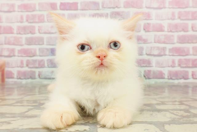 東京都のヒマラヤン (Coo&RIKU新宿三丁目店/2025年3月9日生まれ/男の子/レッドポイント)の子猫